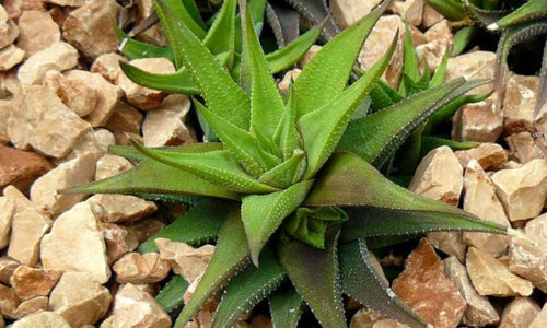 Haworthia Glabarta