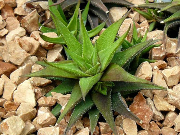 Haworthia Glabarta