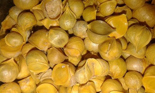 Organic Himalayan Mountain Garlic