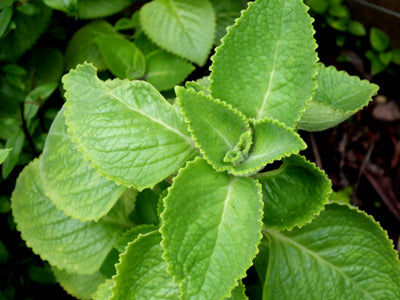 Organic Oregano Leaves / Dodda Patra – GreenDNA® India