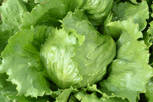 Organic Iceberg Lettuce