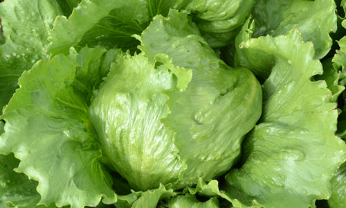 Organic Iceberg Lettuce