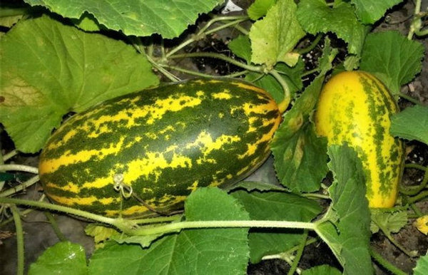 Organic Cucumber Yellow / Mangalore southe