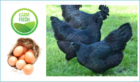 Organic Kadaknath Free Range Eggs (6 pcs)*