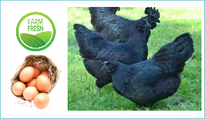 Organic Kadaknath Free Range Eggs (6 pcs)*