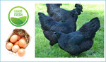 Organic Kadaknath Free Range Eggs (4 pcs)*