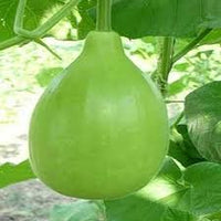 Organic Bottle Gourd round