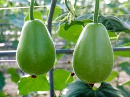 Organic Bottle Gourd round