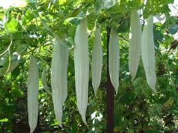 Organic Snake Gourd