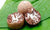 Organic Arecanut