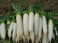 Organic Radish / Moolangi