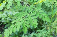 Organic Moringa / Drum Stick  leaves