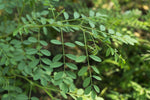 Organic Indigo Leaf Fresh