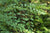 Organic Indigo Leaf Fresh