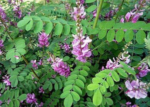 Organic Indigo Leaf Fresh