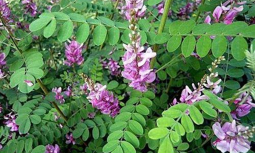 Organic Indigo Leaf Fresh