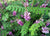 Organic Indigo Leaf Fresh