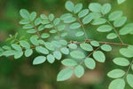 Organic Indigo Leaf Fresh