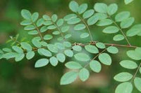Organic Indigo Leaf Fresh