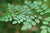 Organic Indigo Leaf Fresh