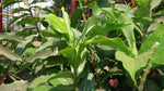 Organic Insulin leaves