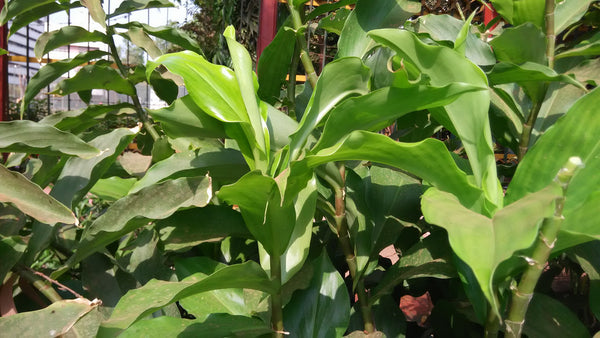 Organic Insulin leaves