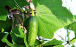 Organic Coccinia / Ivy Gourd