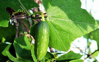 Organic Coccinia/Tondekai / Ivy Gourd