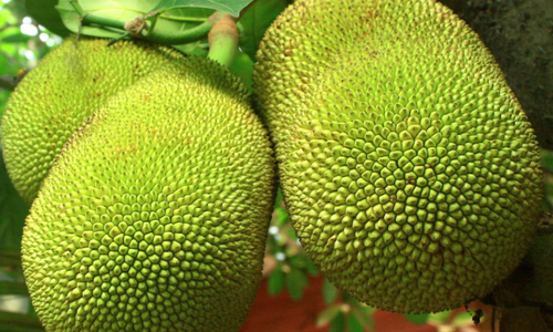 Organic Raw Jackfruit