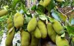 Organic Tender Jackfruit