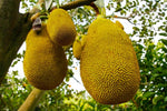 Organic JackFruit (9-11kg)