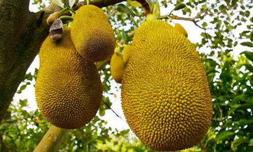 Organic JackFruit (9-11kg)