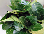 Organic Jackfruit leaves For Kotte-Kadubu