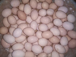 Organic Kadaknath Free Range Eggs (6 pcs)*