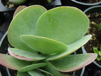 Kalanchoe Thyrsiflora (Succulent)