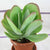 Kalanchoe Thyrsiflora (Succulent)