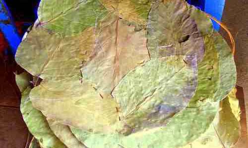 Khali/Sal Leaf Plates (100% Bio-degradable)