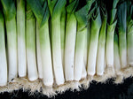 Organic Leeks