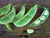 Organic Fresh Lima / Double Beans-Peeled
