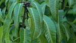 Organic Mango Leaves