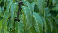 Organic Mango Leaves