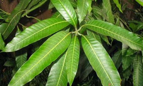 Organic Mango Leaves