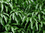 Organic Mango Leaves