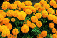 Organic Marigold Flower (orange)