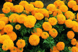 Organic Marigold Flower (orange)