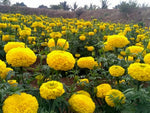 Organic Marigold Flower