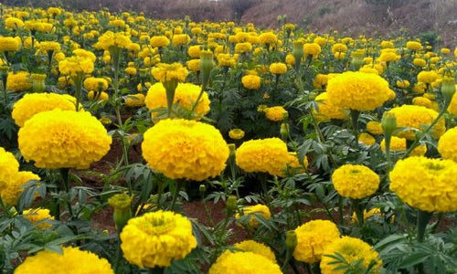 Organic Marigold Flower
