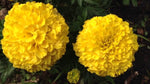 Organic Marigold Flower