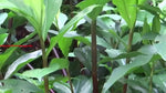Organic Insulin leaves