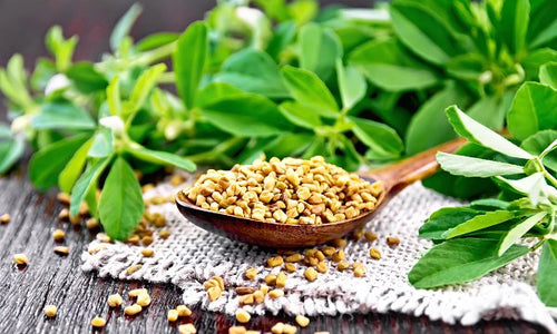 Organic Fenugreek Seeds